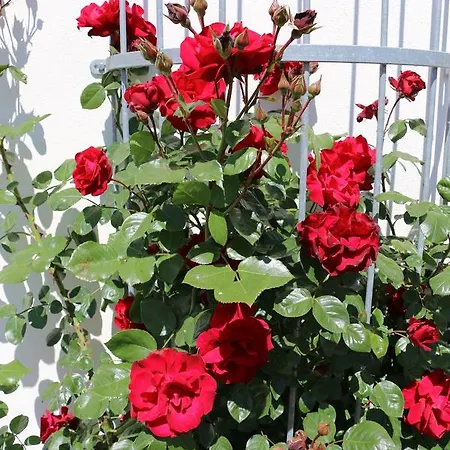 Garni Zur Alten Post Hotel Lembruch